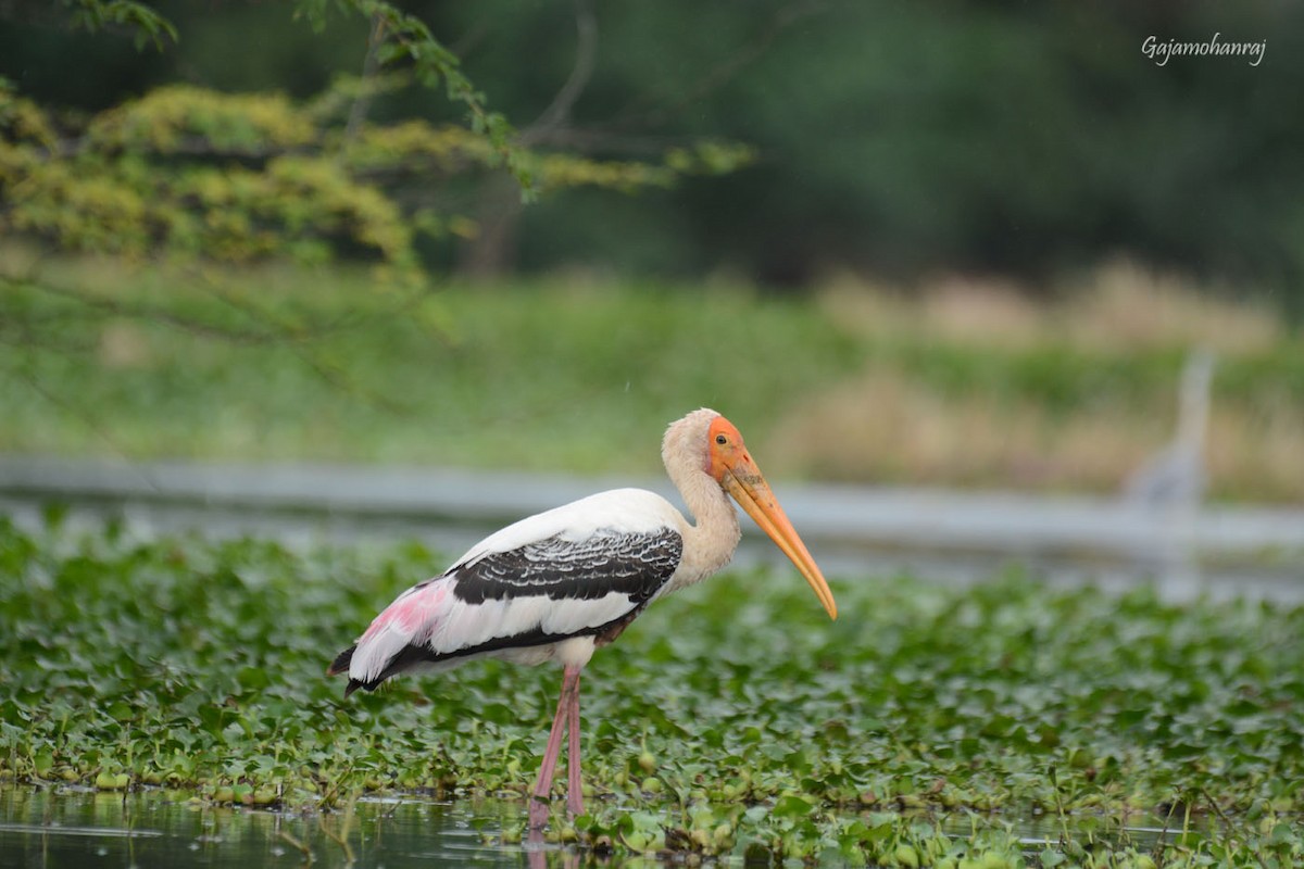 Painted Stork - ML71732271