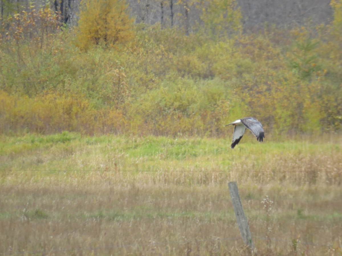 Northern Harrier - Myron Peterson