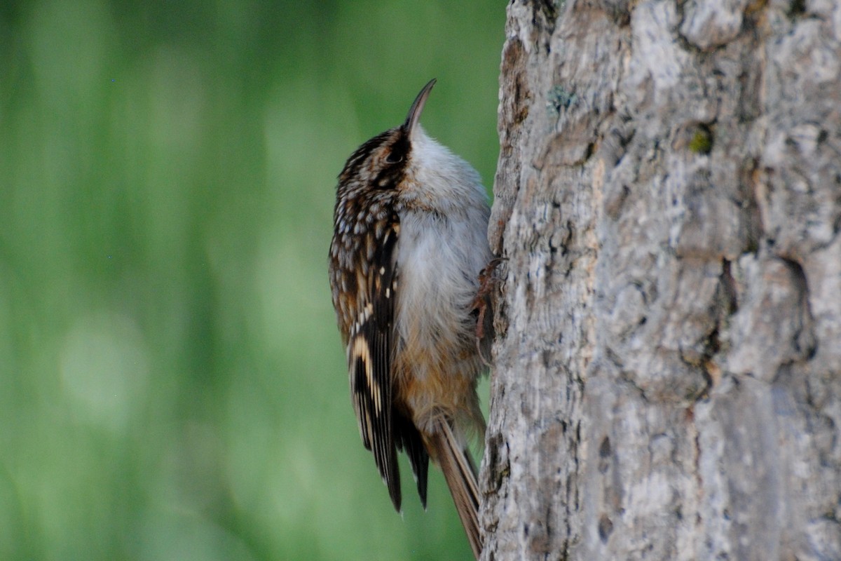 Brown Creeper - ML71732651