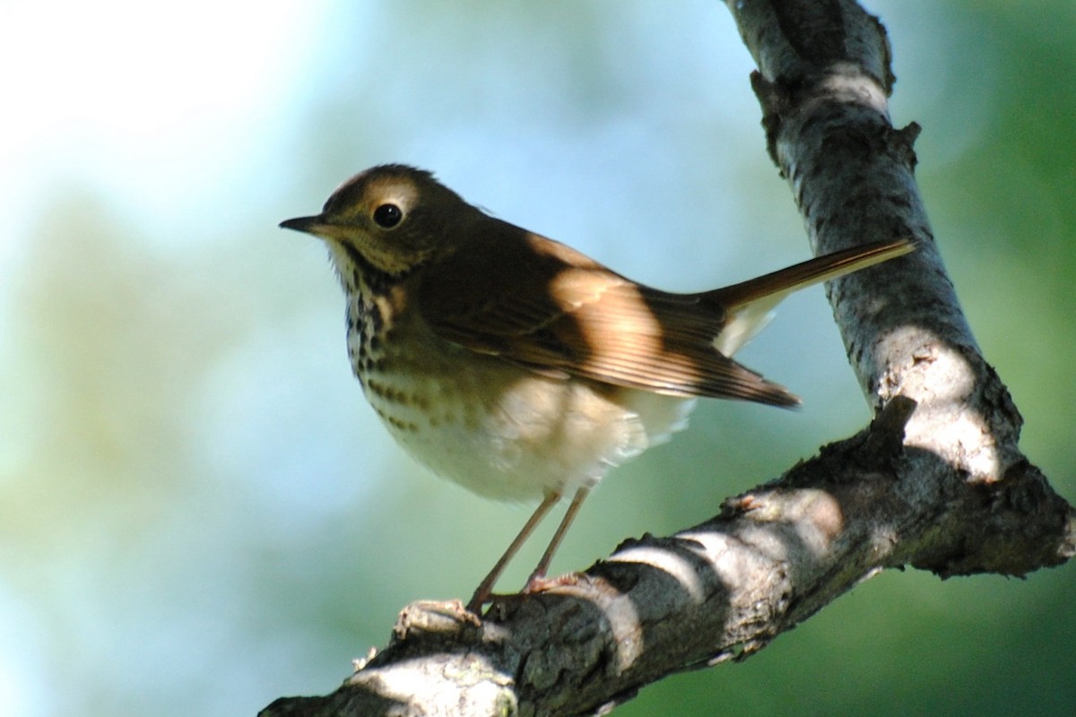 Hermit Thrush (faxoni/crymophilus) - ML71732801