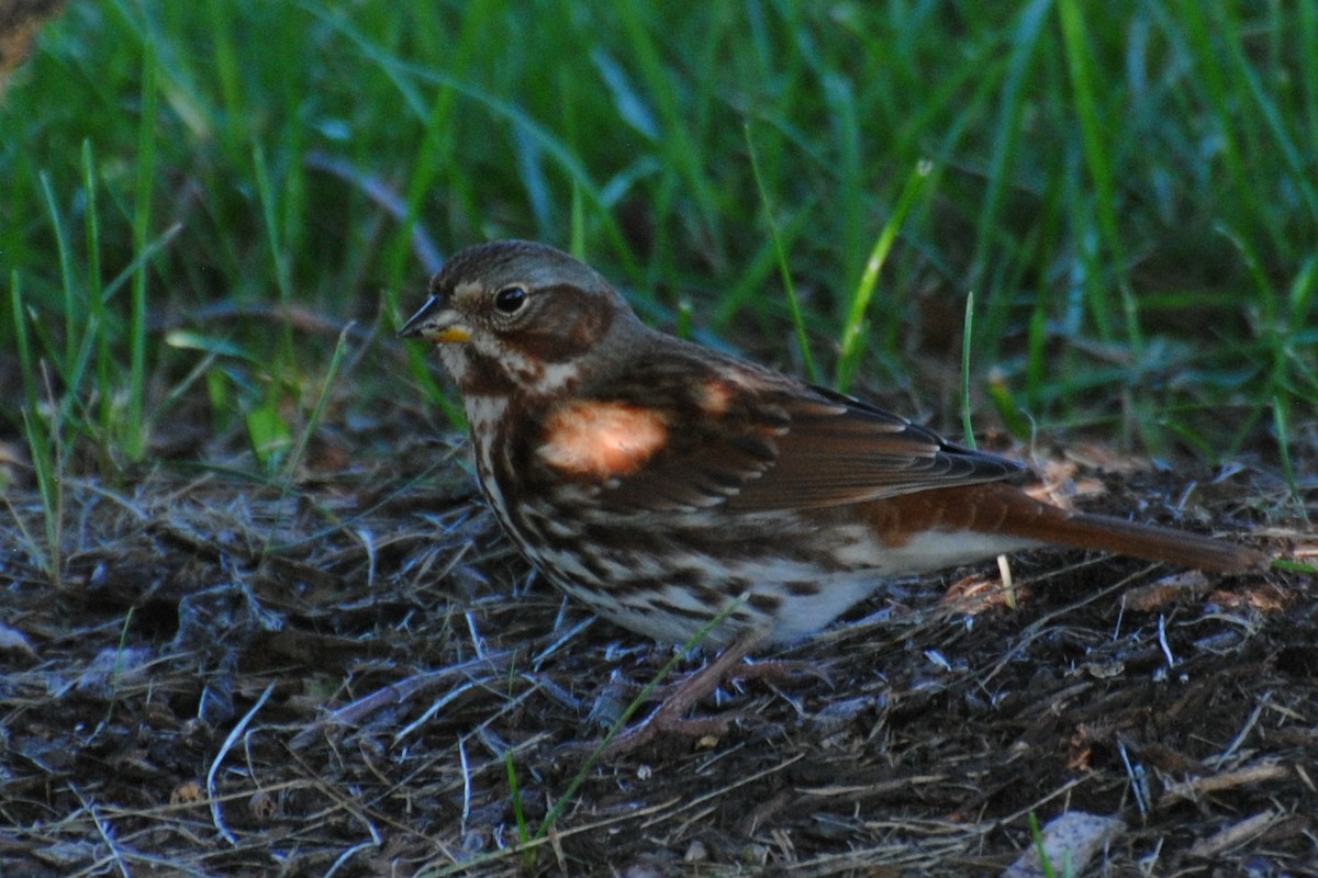 Fox Sparrow (Red) - ML71732901