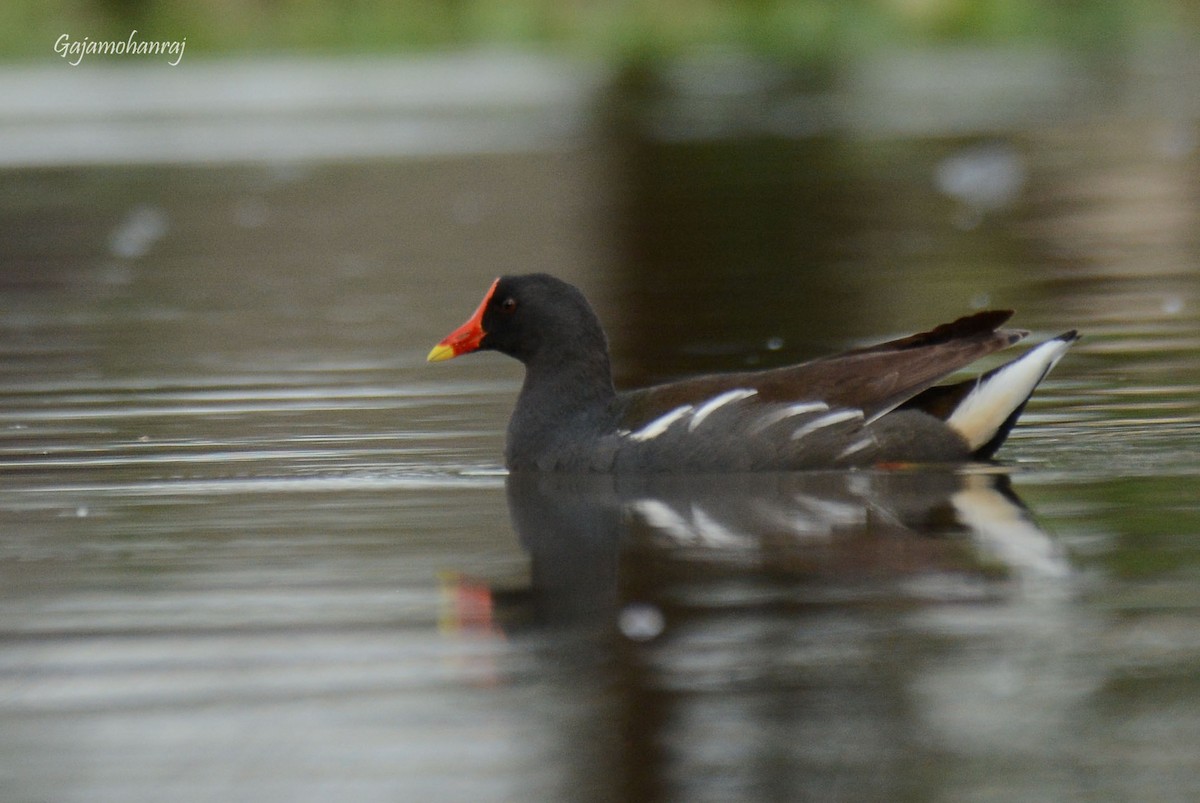 Eurasian Moorhen - Gaja mohanraj