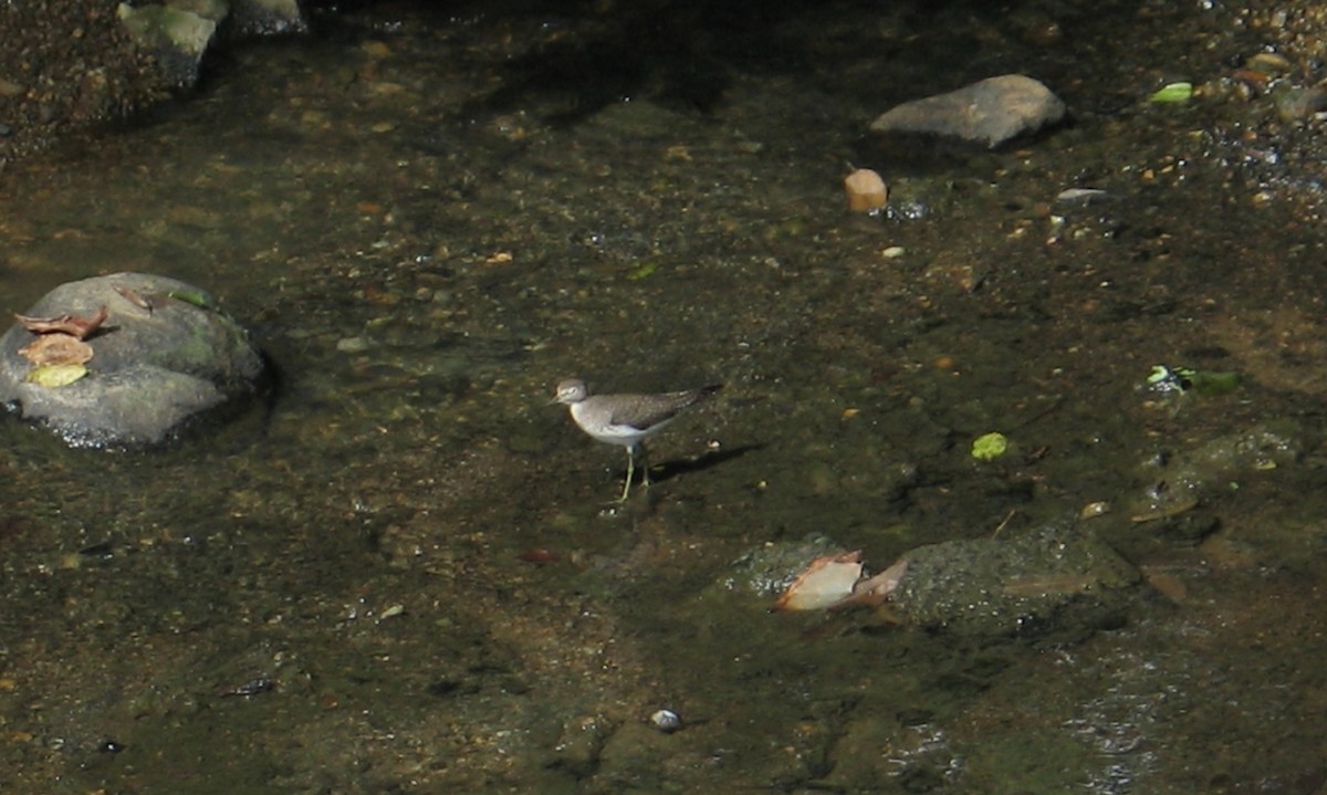 Solitary Sandpiper - ML71733231