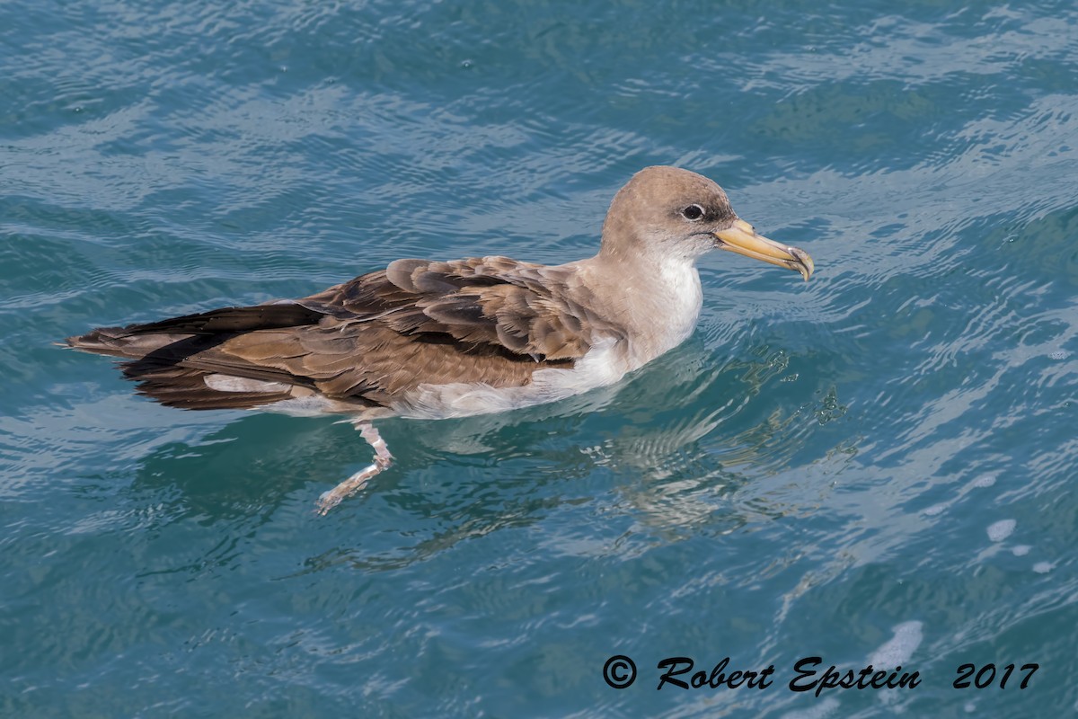 Cory's Shearwater - ML71734441