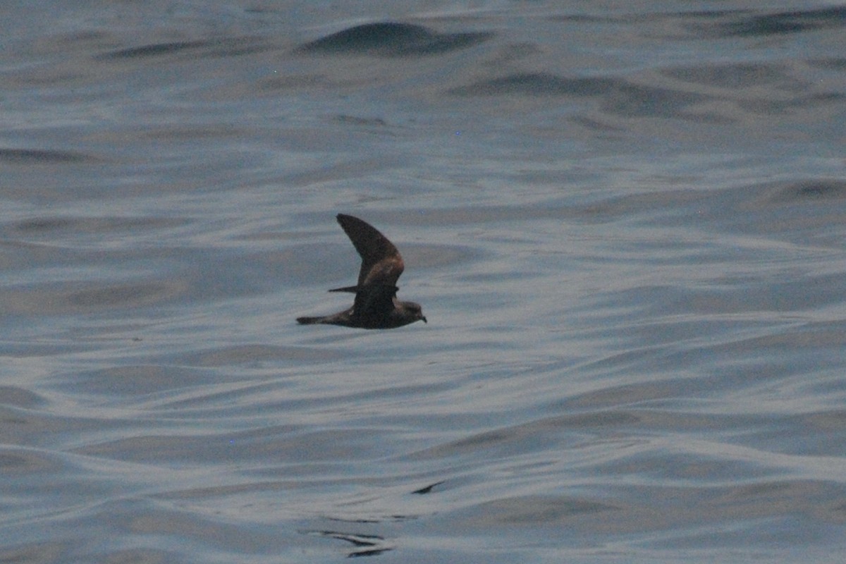 Ashy Storm-Petrel - Nick Moore