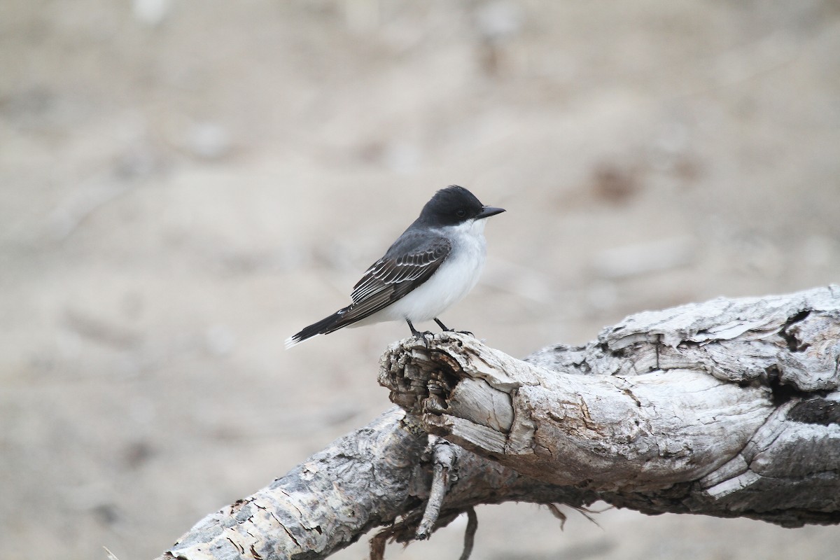 Eastern Kingbird - ML717369