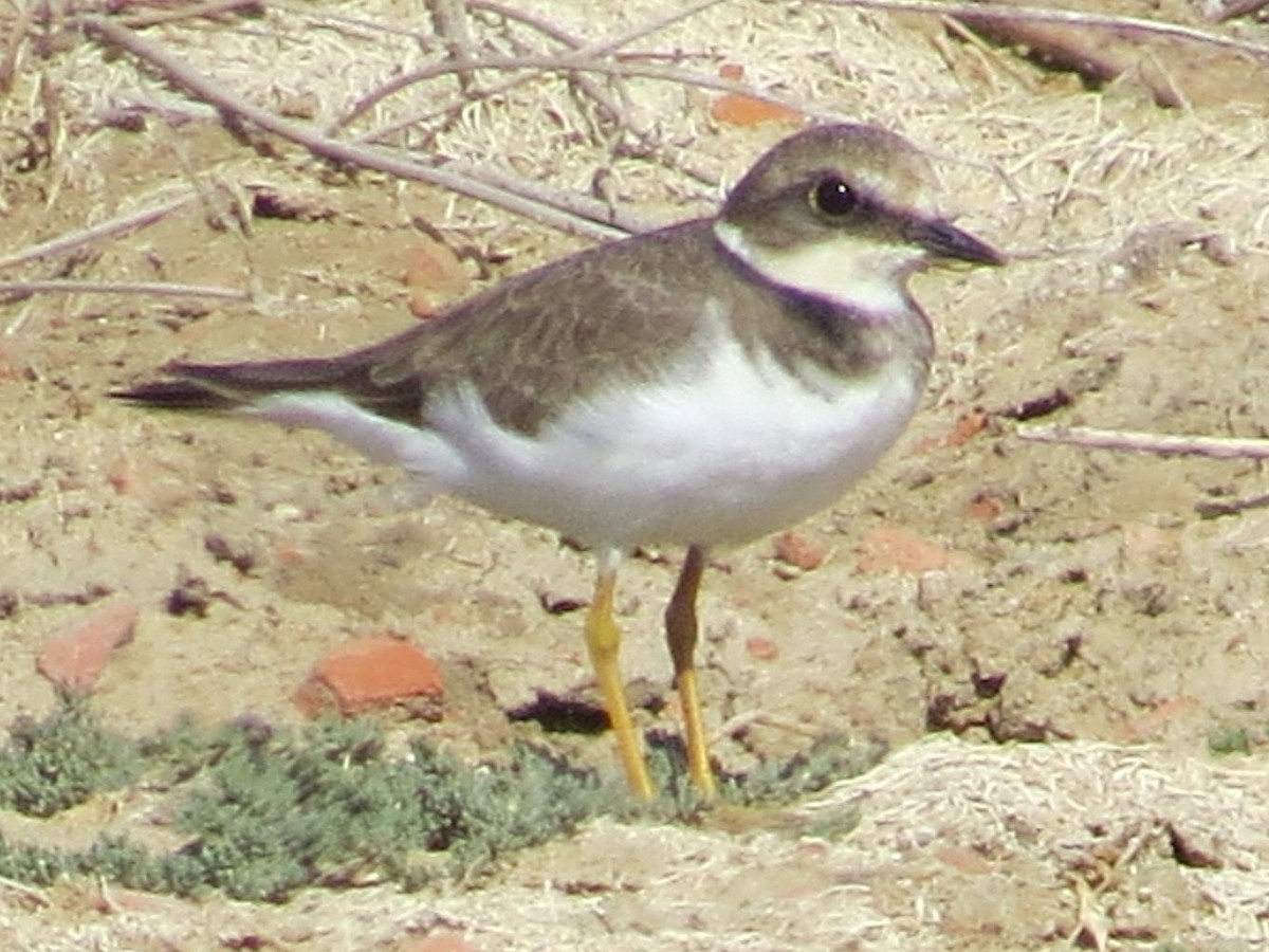 Little Ringed Plover - Sherry Collins