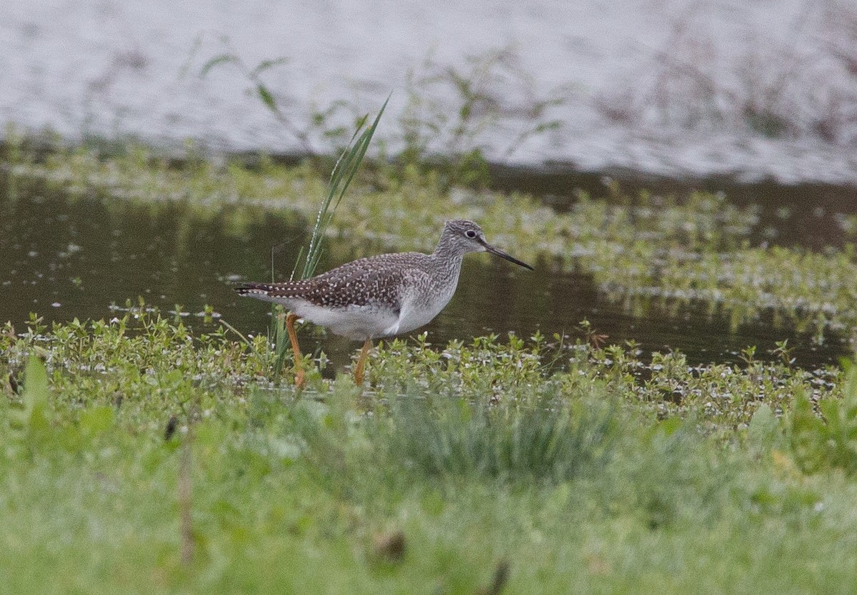 Greater Yellowlegs - ML71737611