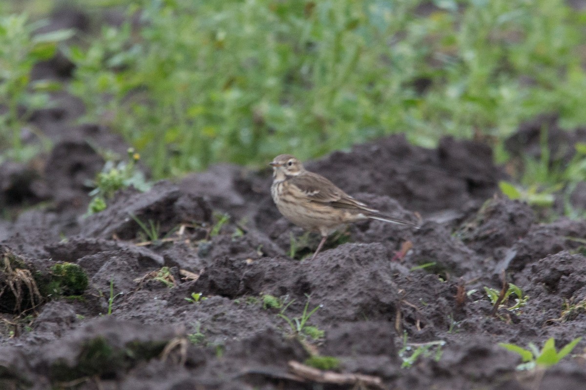 American Pipit - ML71737651