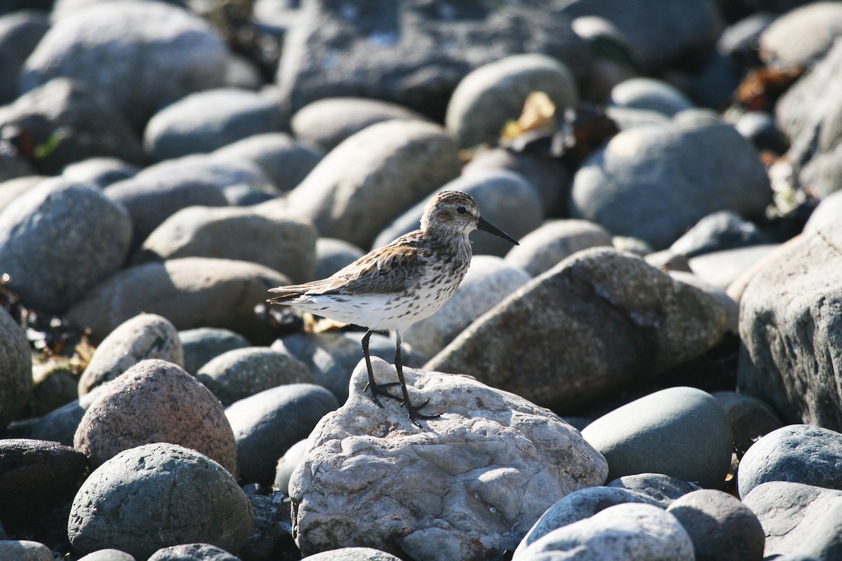 Western Sandpiper - Eduardo Soler