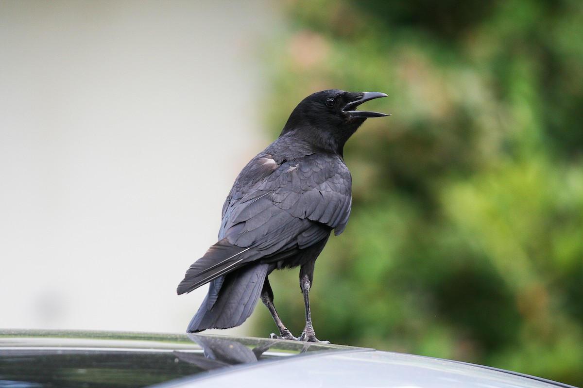 American Crow - Eduardo Soler