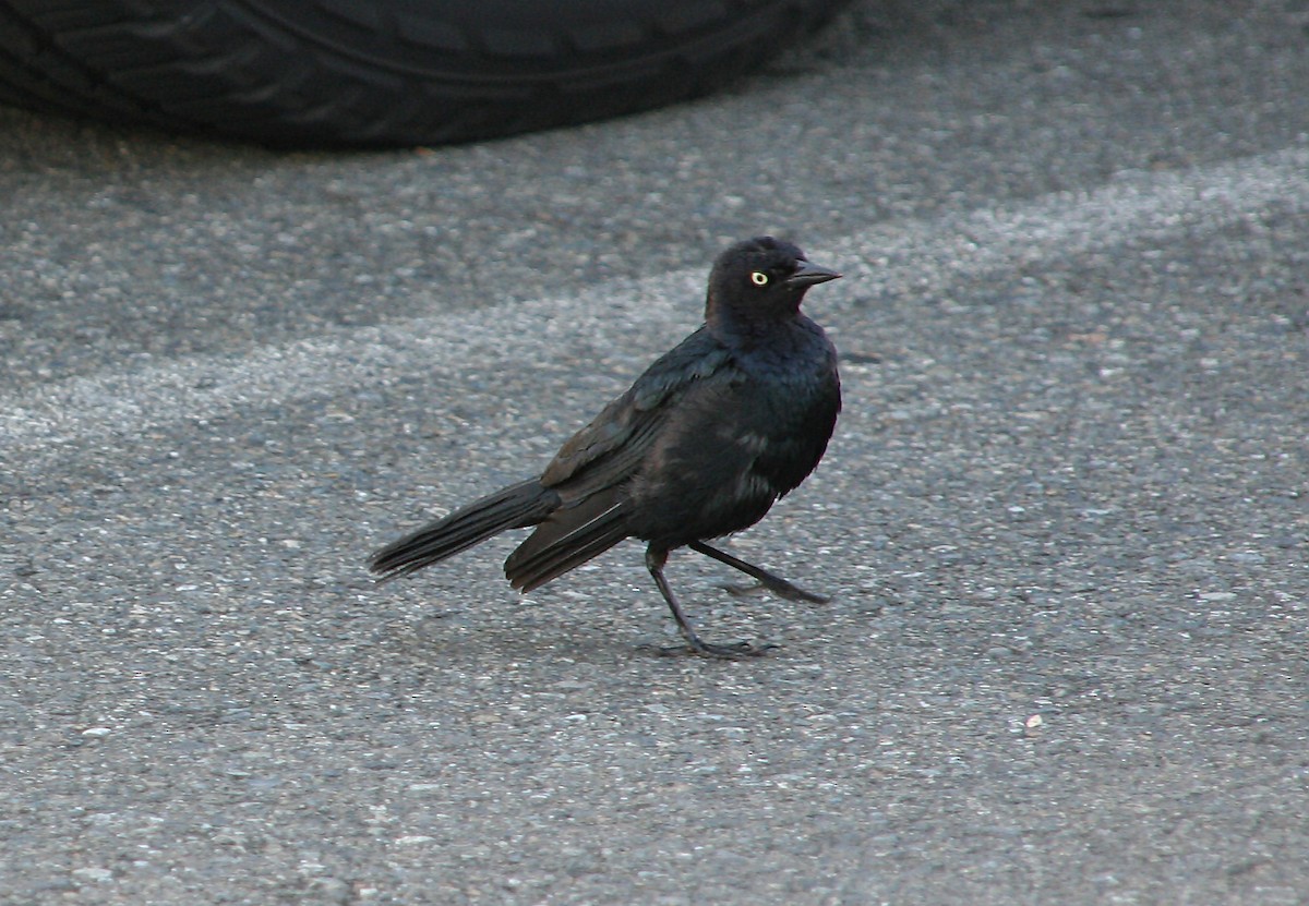 Brewer's Blackbird - ML717393