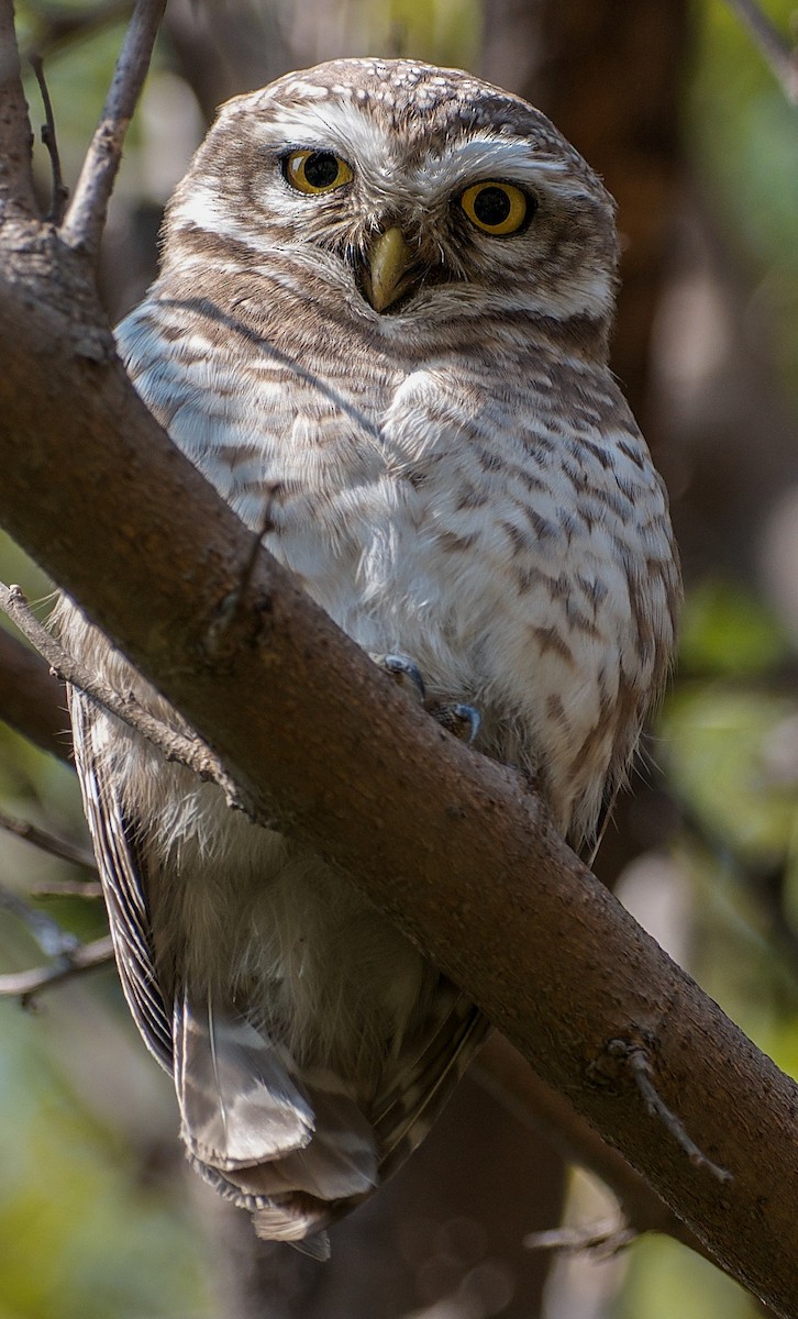 Spotted Owlet - ML71739761