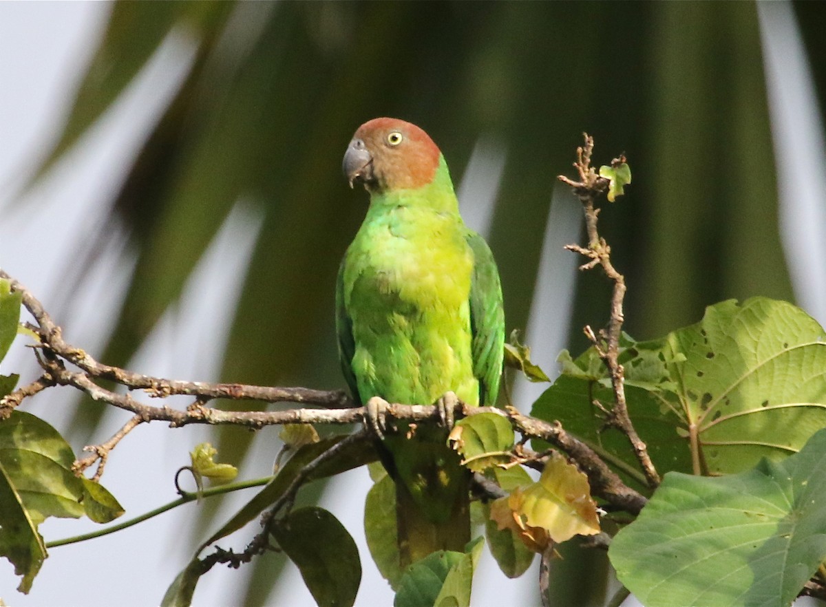 Red-cheeked Parrot - ML71739771