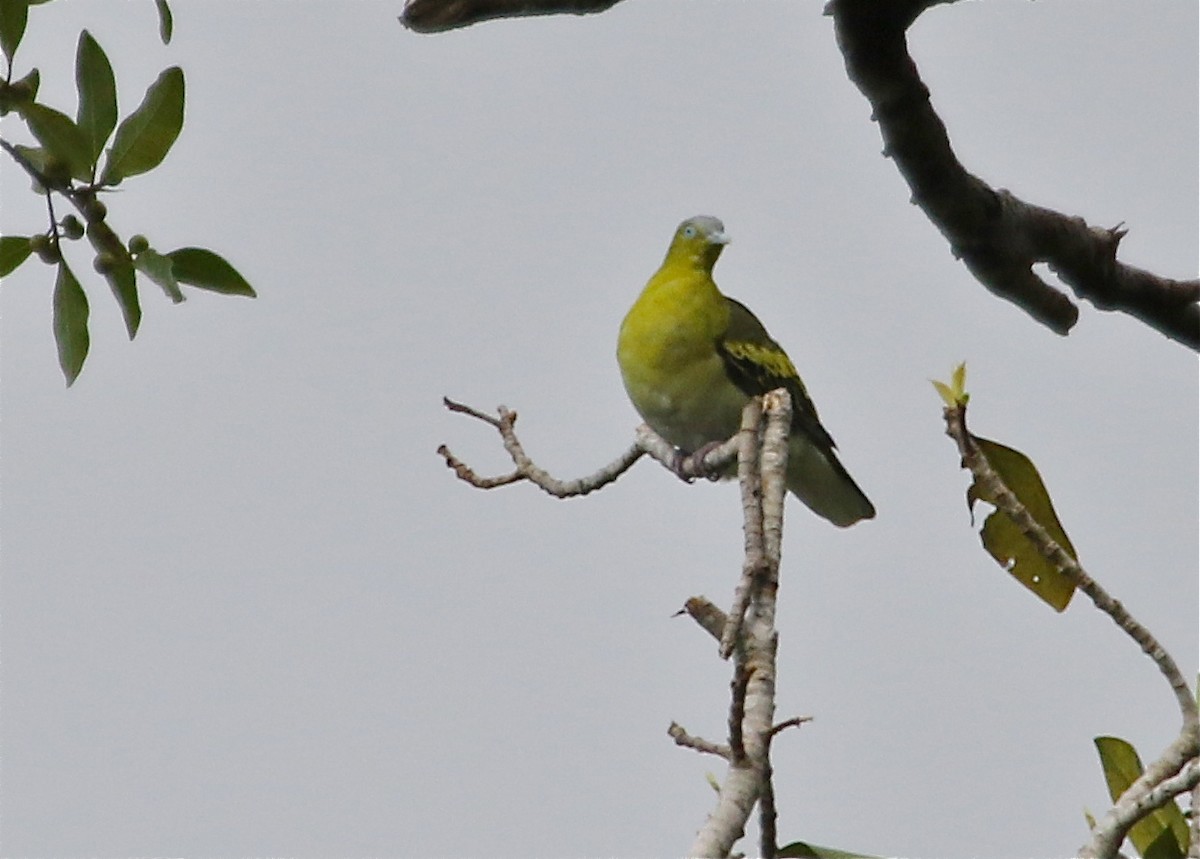 Buru Green-Pigeon - Gil Ewing