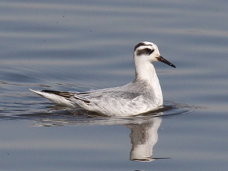 Red Phalarope - ML71740081