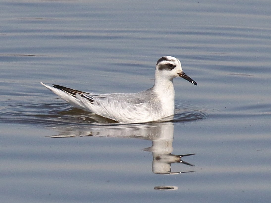 Red Phalarope - ML71740091