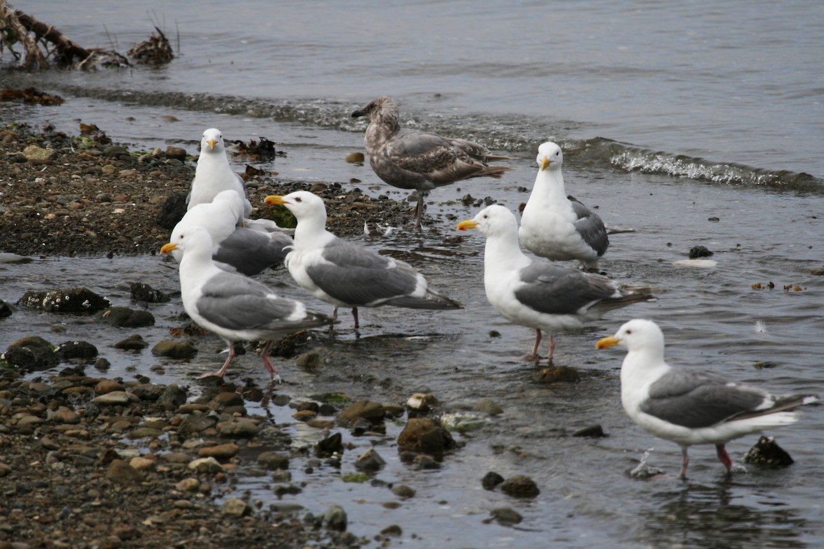 Glaucous-winged Gull - Eduardo Soler