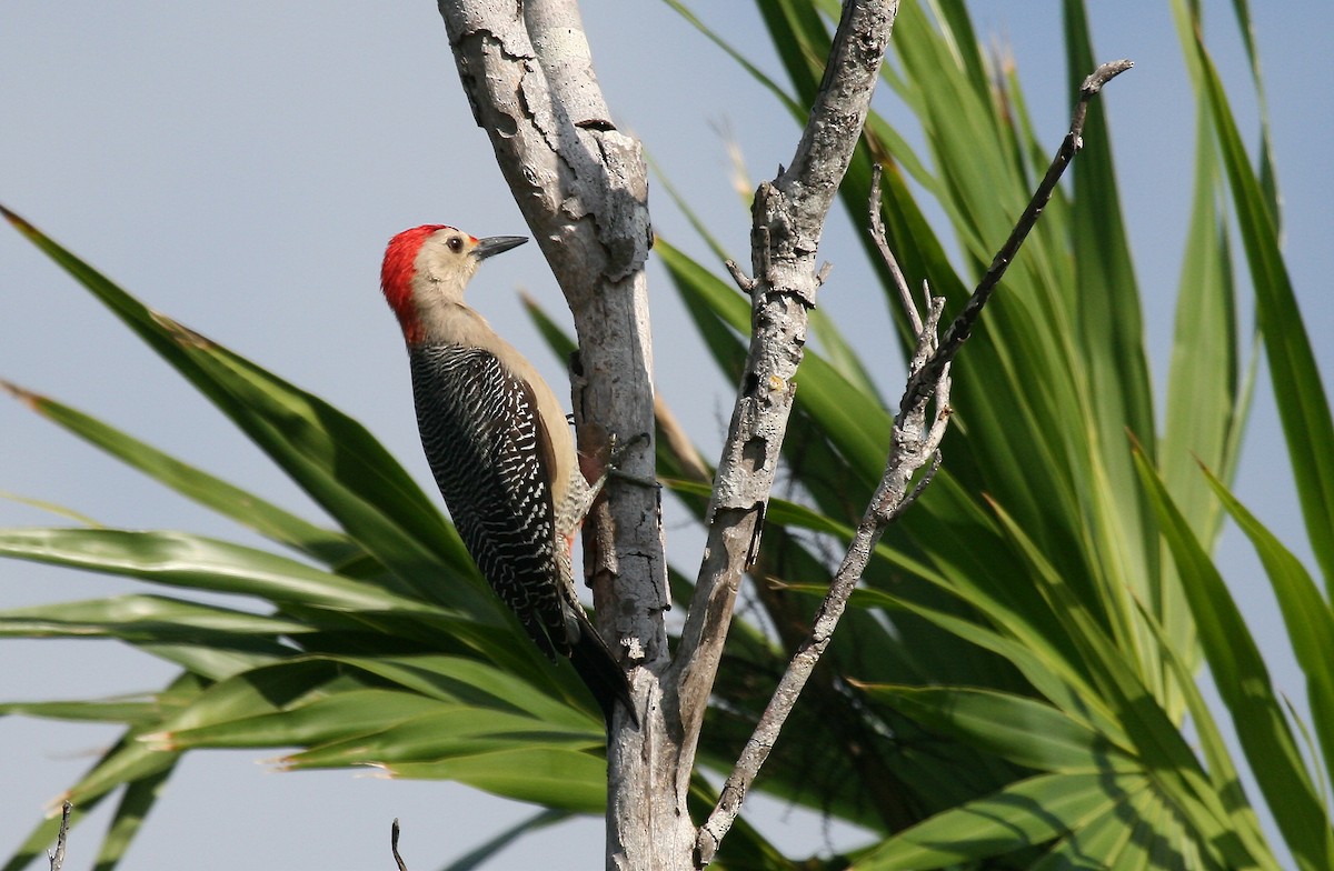 Golden-fronted Woodpecker (Velasquez's) - ML717407