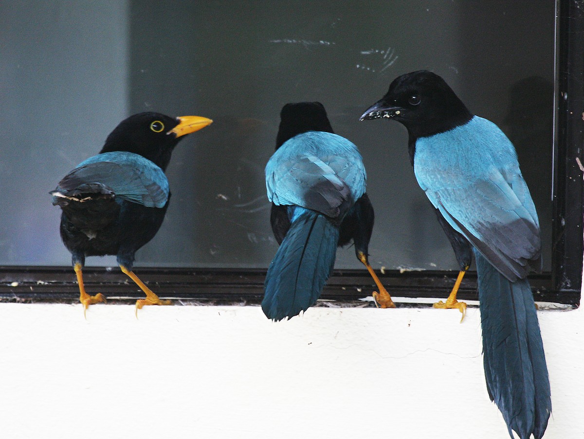 Yucatan Jay - Eduardo Soler