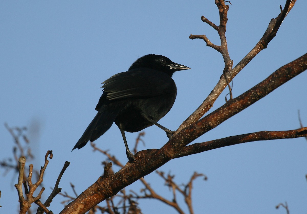 Melodious Blackbird - ML717409