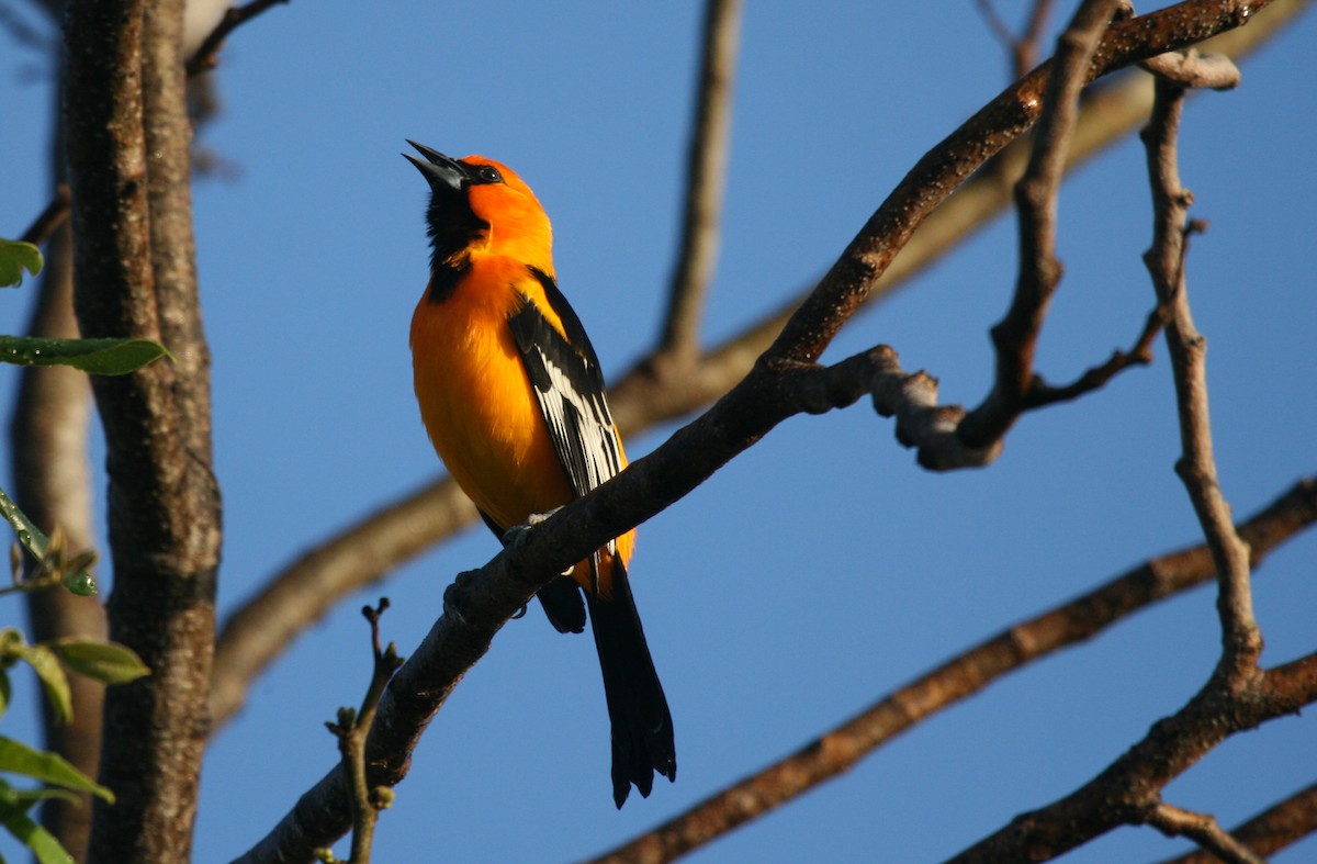 Altamira Oriole - ML717411