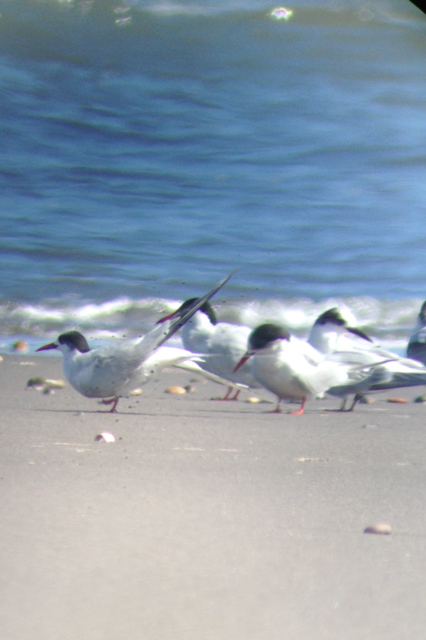 South American Tern - ML71741111