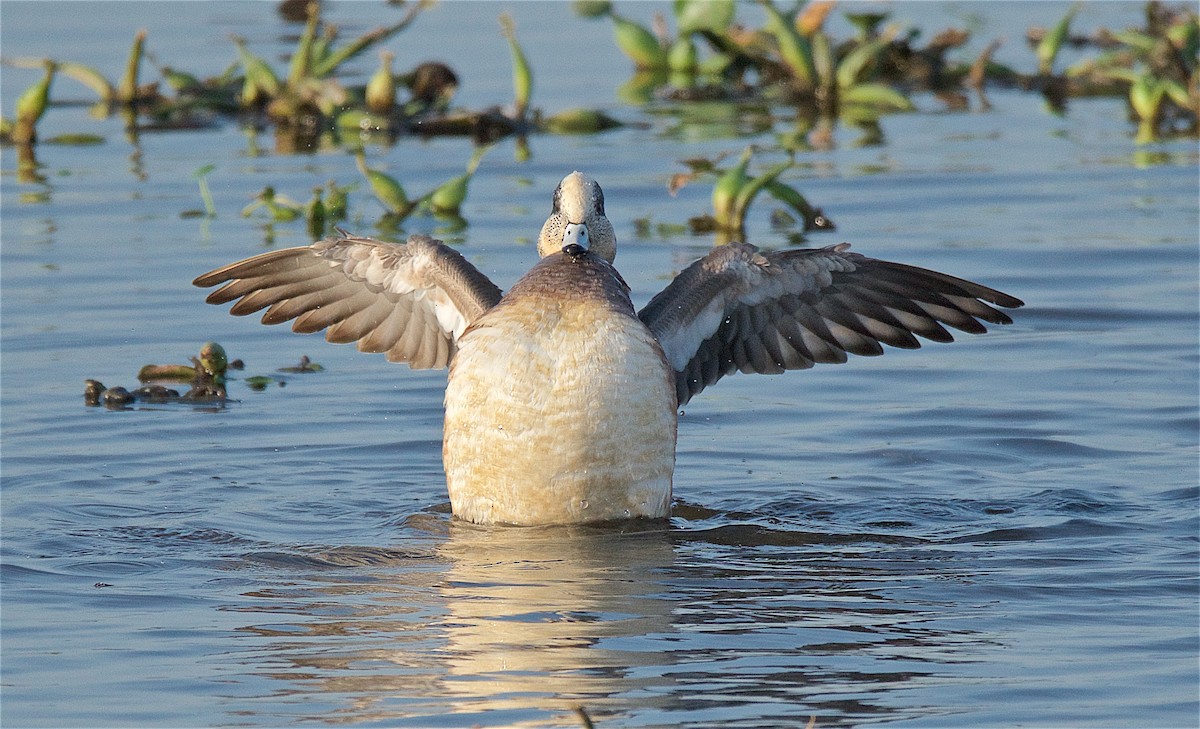 American Wigeon - Harlan Stewart