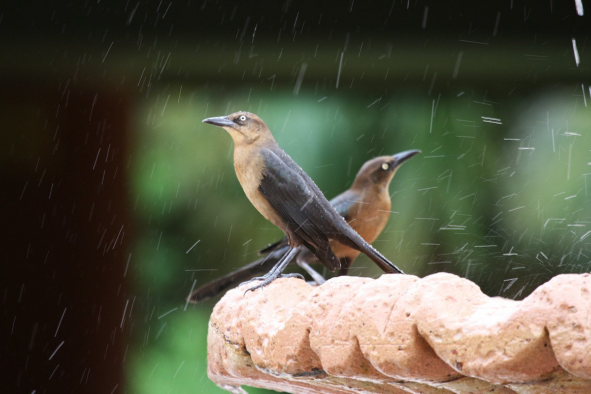 Great-tailed Grackle (Great-tailed) - ML717415