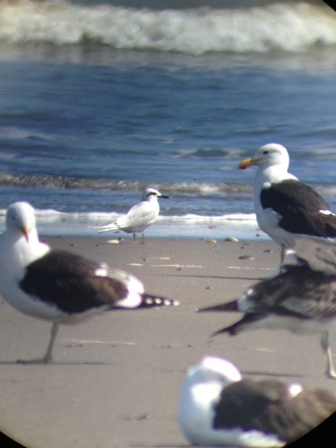 Snowy-crowned Tern - ML71741721