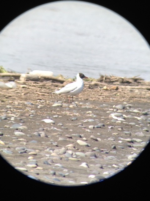 Brown-hooded Gull - ML71741751