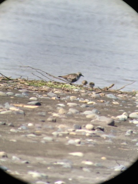 Black-bellied Plover - ML71741821