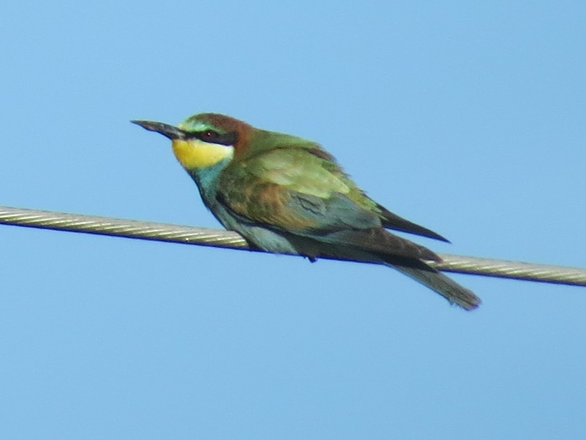 European Bee-eater - ML71742711