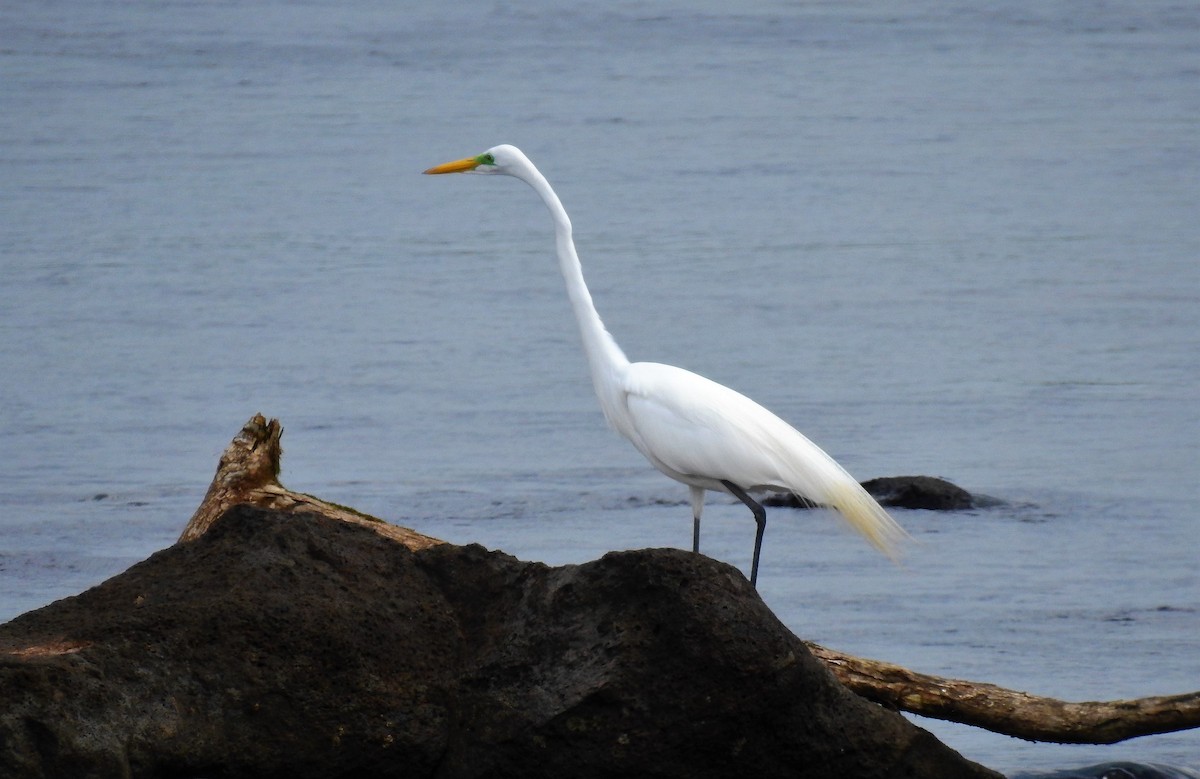 Great Egret - ML71743871