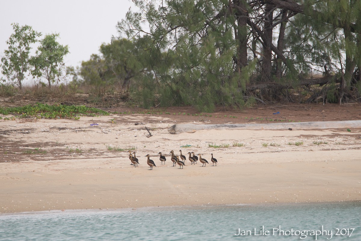 Wandering Whistling-Duck - ML71744281