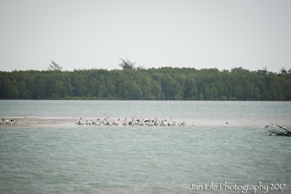 Australian Pelican - ML71744301