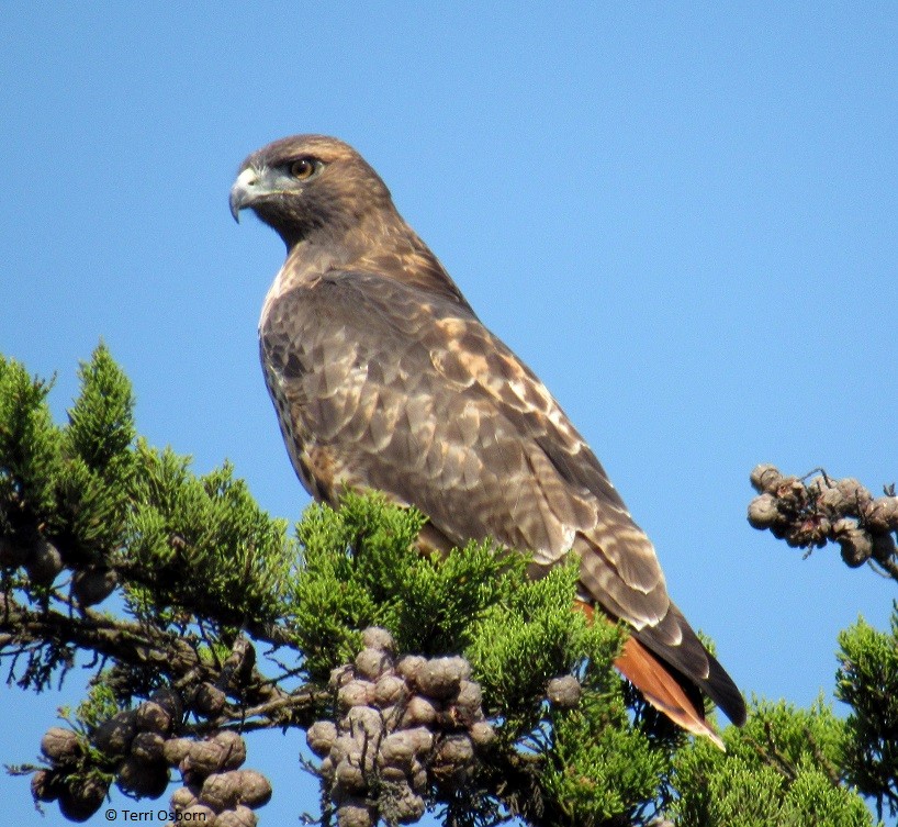 Red-tailed Hawk - ML71744691