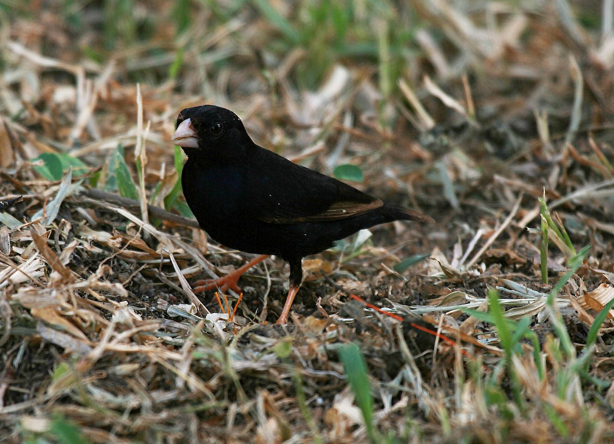 Village Indigobird - ML717447