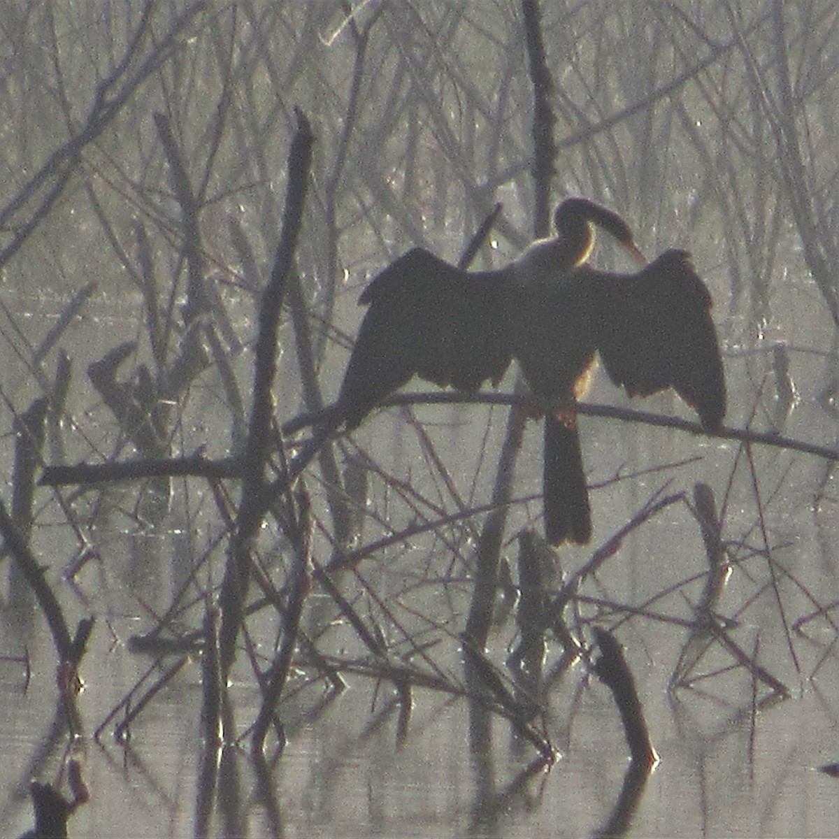 anhinga americká - ML71745281