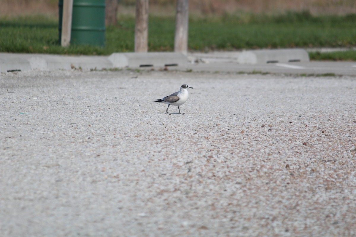 Mouette de Franklin - ML71745611