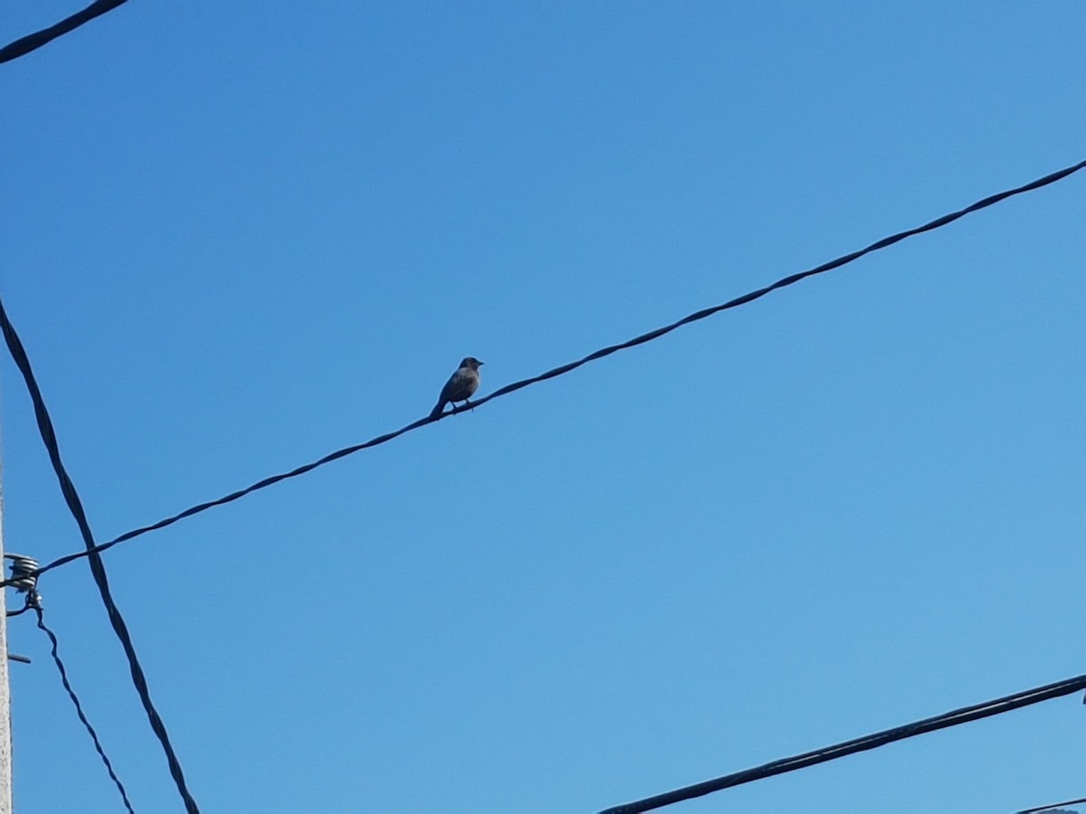 Shiny Cowbird - ML71745921