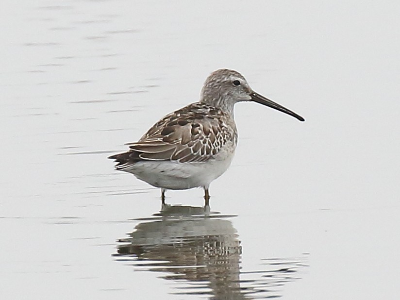 Stilt Sandpiper - ML71746371