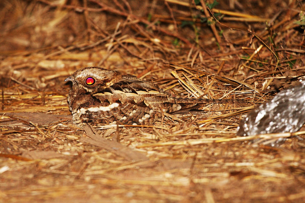 Long-tailed Nightjar - ML717472