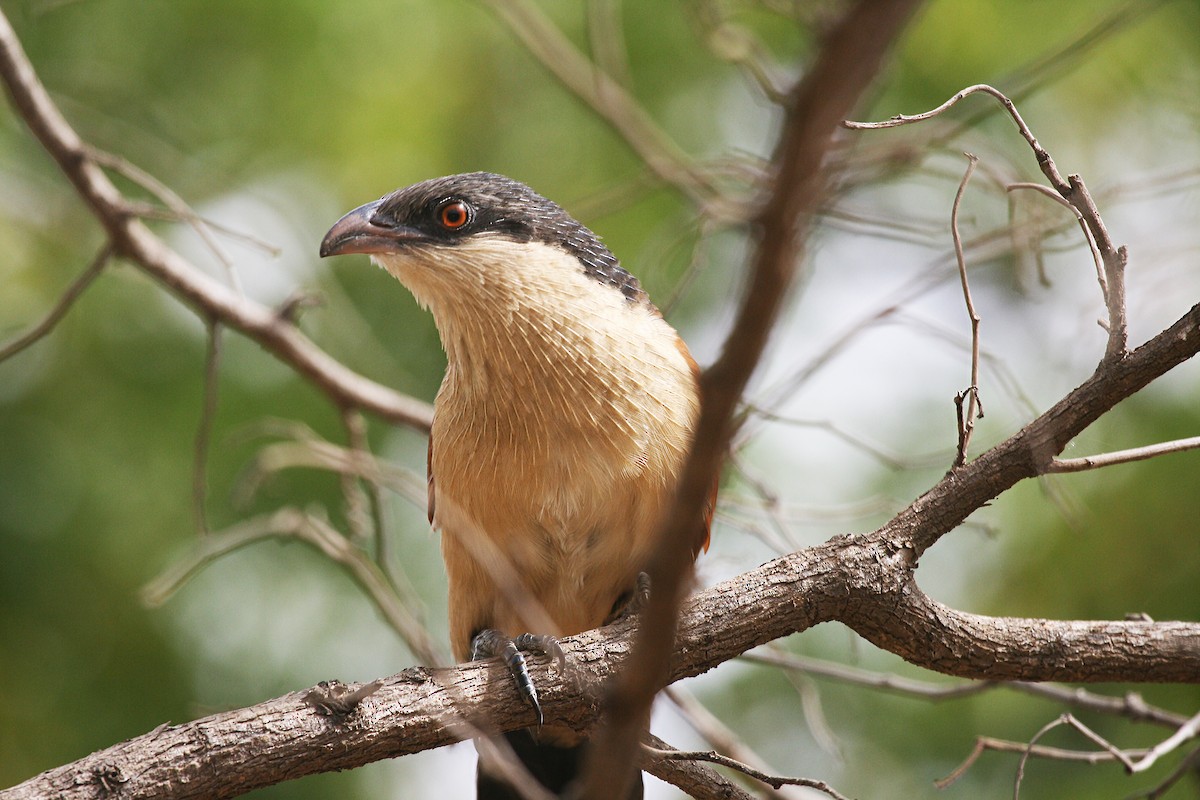 Senegal Coucal - ML717473