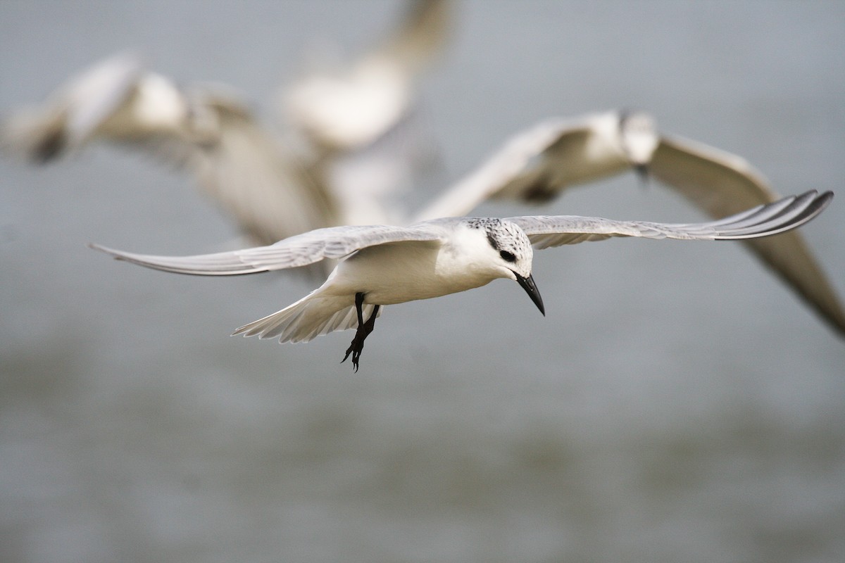 Whiskered Tern - Eduardo Soler