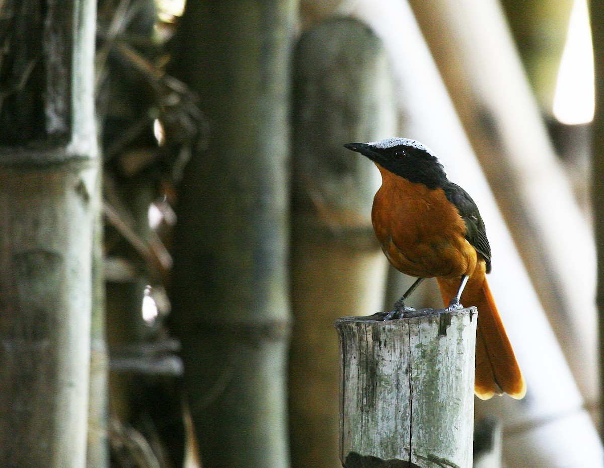 White-crowned Robin-Chat - Eduardo Soler