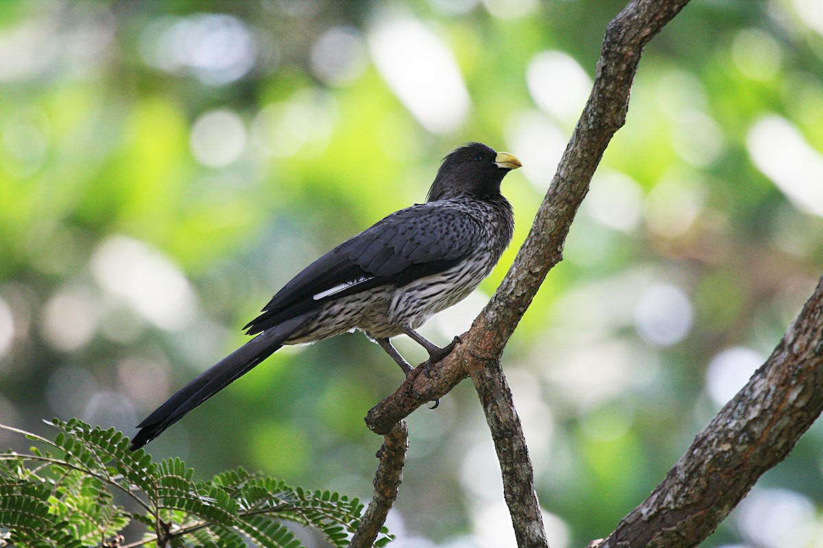 Western Plantain-eater - Eduardo Soler