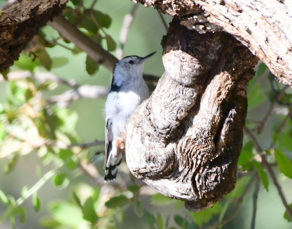 White-breasted Nuthatch - ML71748311