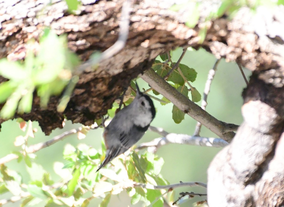 White-breasted Nuthatch - ML71748331