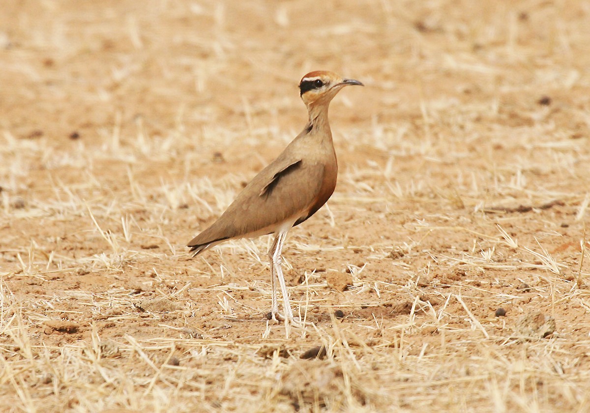 Temminck's Courser - ML717486